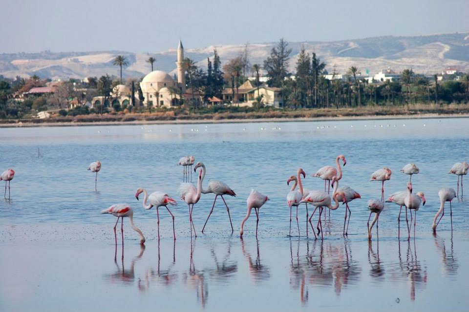 Penelope Court Apartment 102 Larnaca Exteriör bild